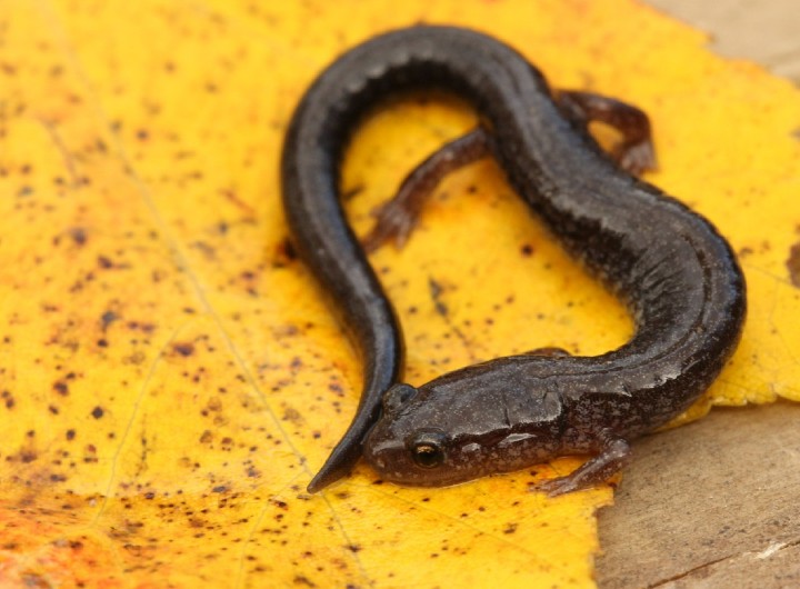 Redback Salamander